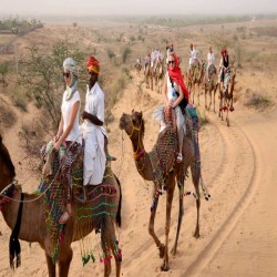 Camel safari